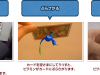 photos_together_pikmin-3